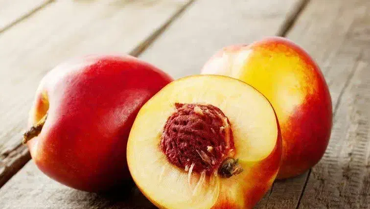 پیش فروش نهال شلیل مغان دوساله|خدمات باغبانی و درختکاری|جیرنده, |دیوار