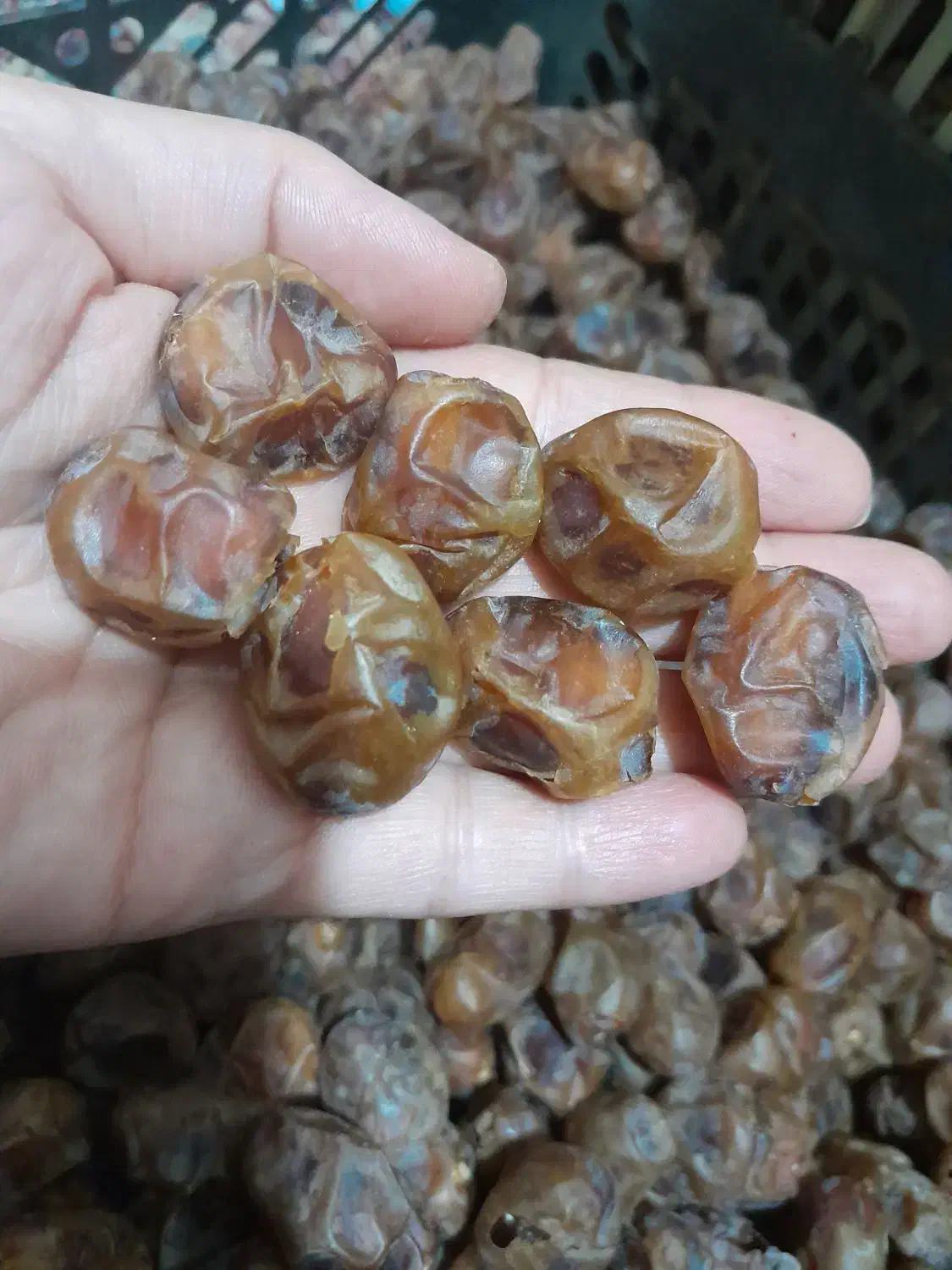 خوشمزه شیرین|حراج|سنندج, |دیوار