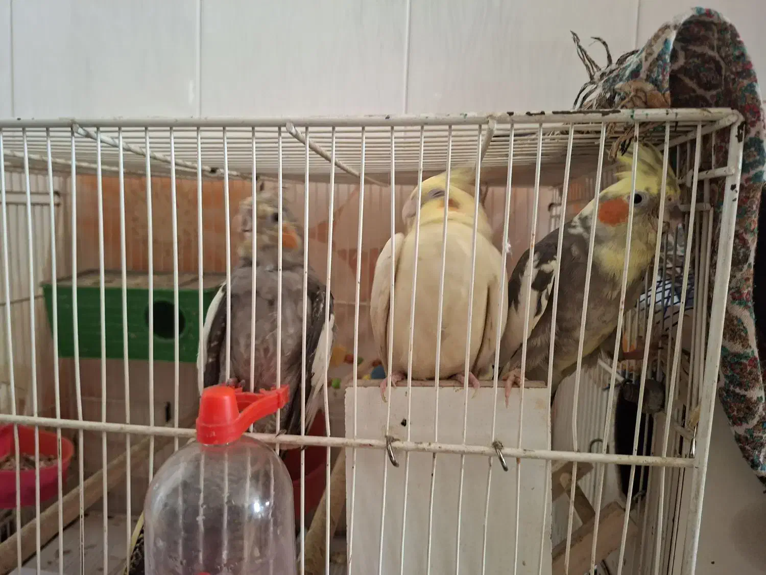 پرنده زینتی|پرنده|شیروان (خراسان), |دیوار