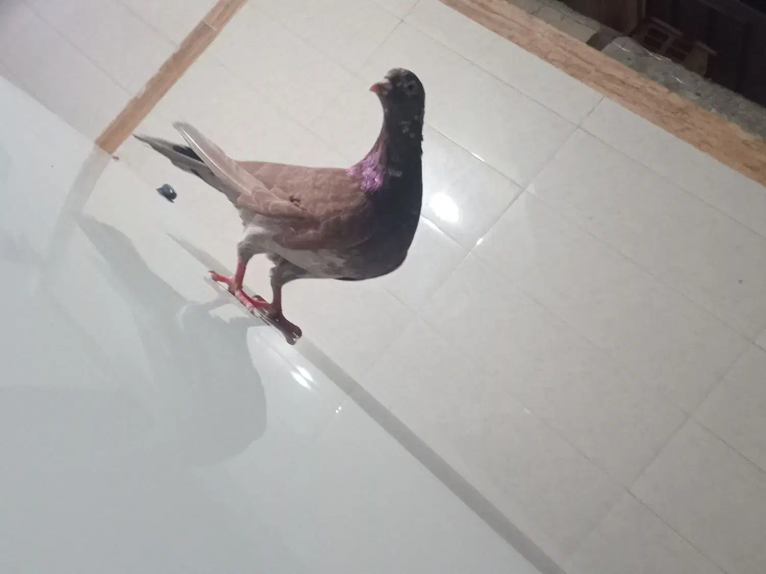 کبوتر سرخ اصیل|پرنده|بندر امام خمینی, |دیوار