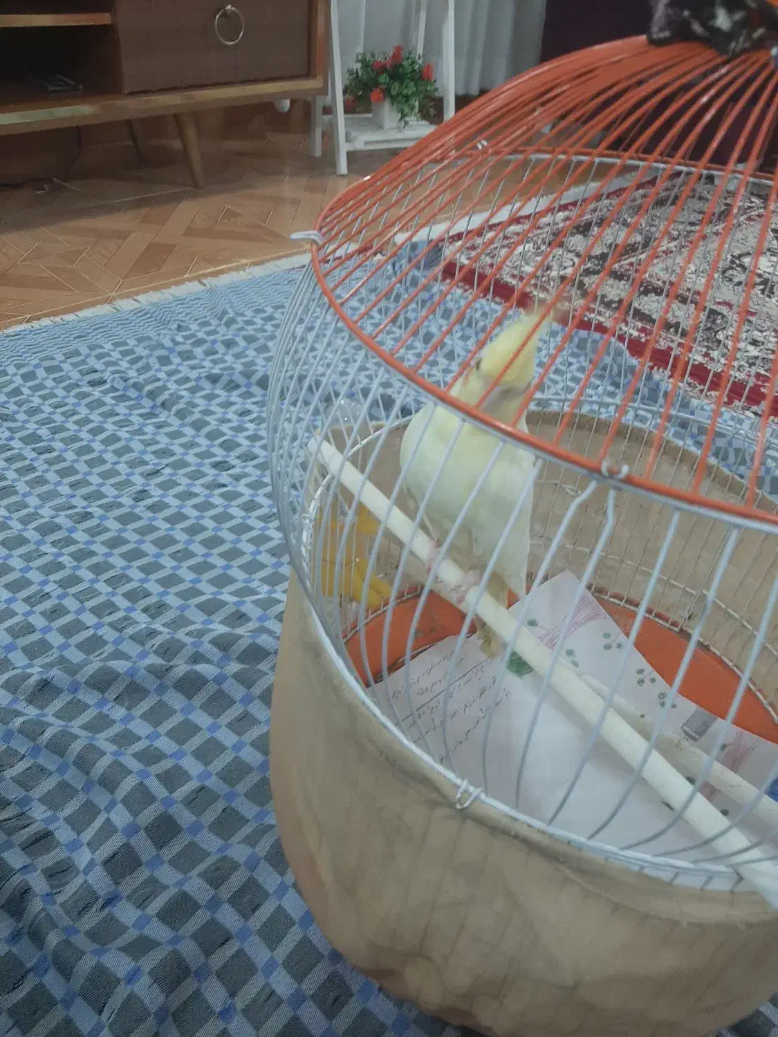 لوتینو ماده بالغ بهمراه قفس و کلیه تجهیزات|پرنده|رشت, سلیمانداراب|دیوار