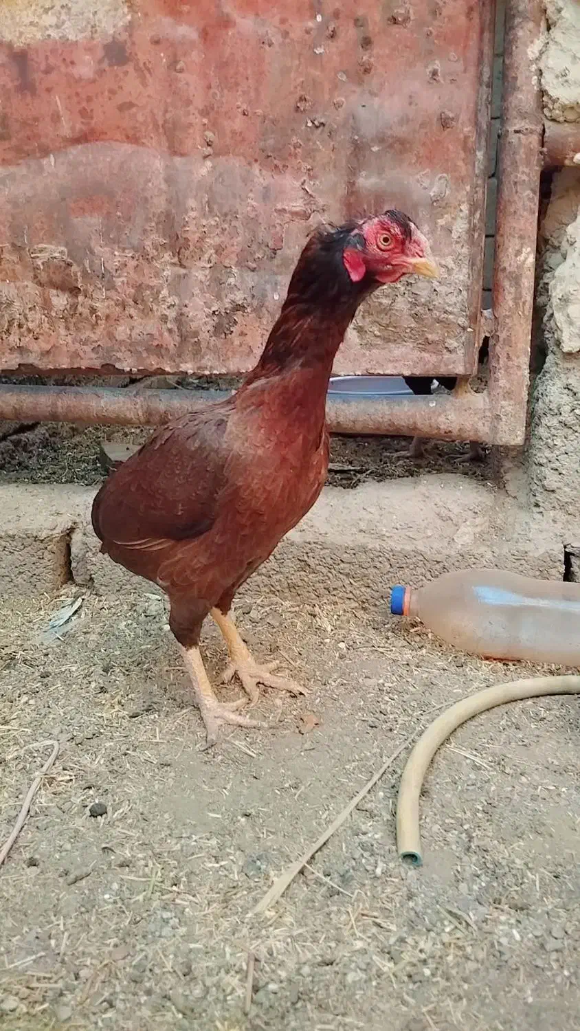 گوشی مرغ|کیف، کفش، کمربند|سیب و سوران, |دیوار