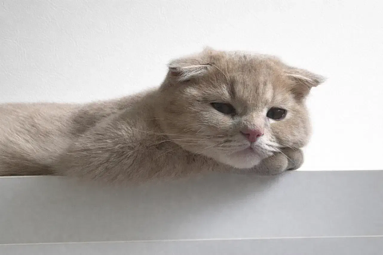 گربه اسکاتیش|گربه|مشهد, هنرستان|دیوار