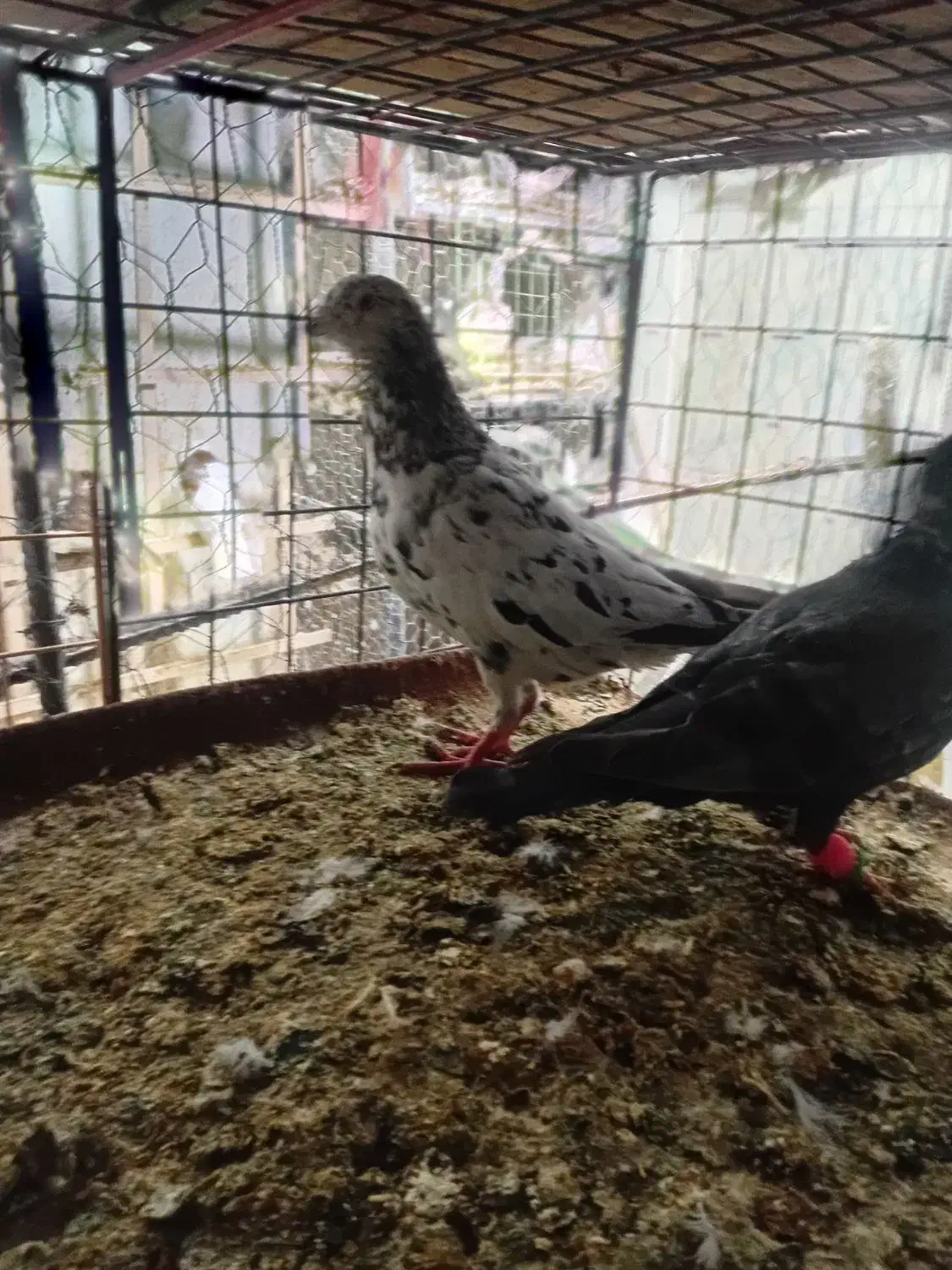 سه عدد ماده به ضمانت|پرنده|بجنورد, |دیوار