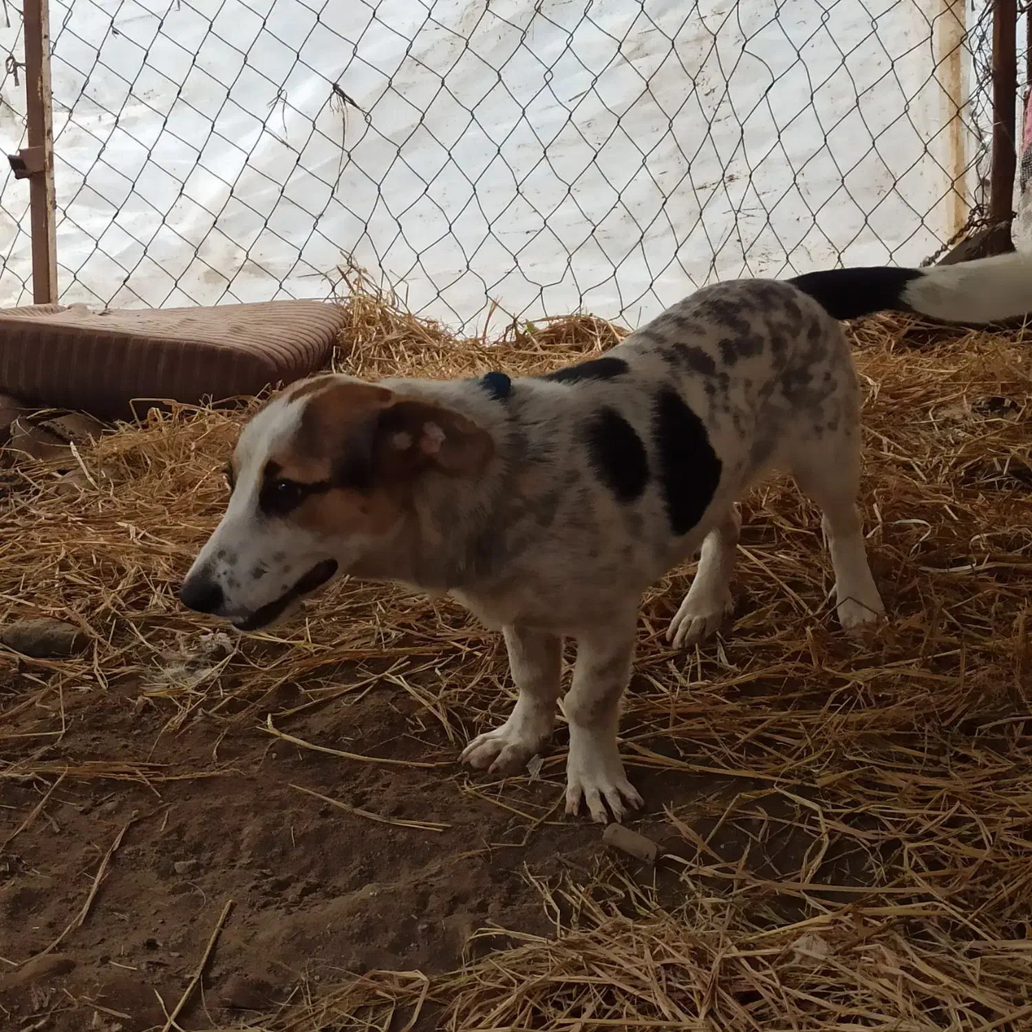 سگ پاکوتاه|سگ|لاهیجان, بازکیاگوراب|دیوار