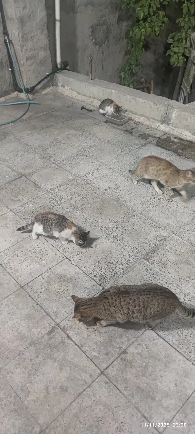 حمایت از گربه ها(سرپرستی)|گربه|تهران, پونک|دیوار