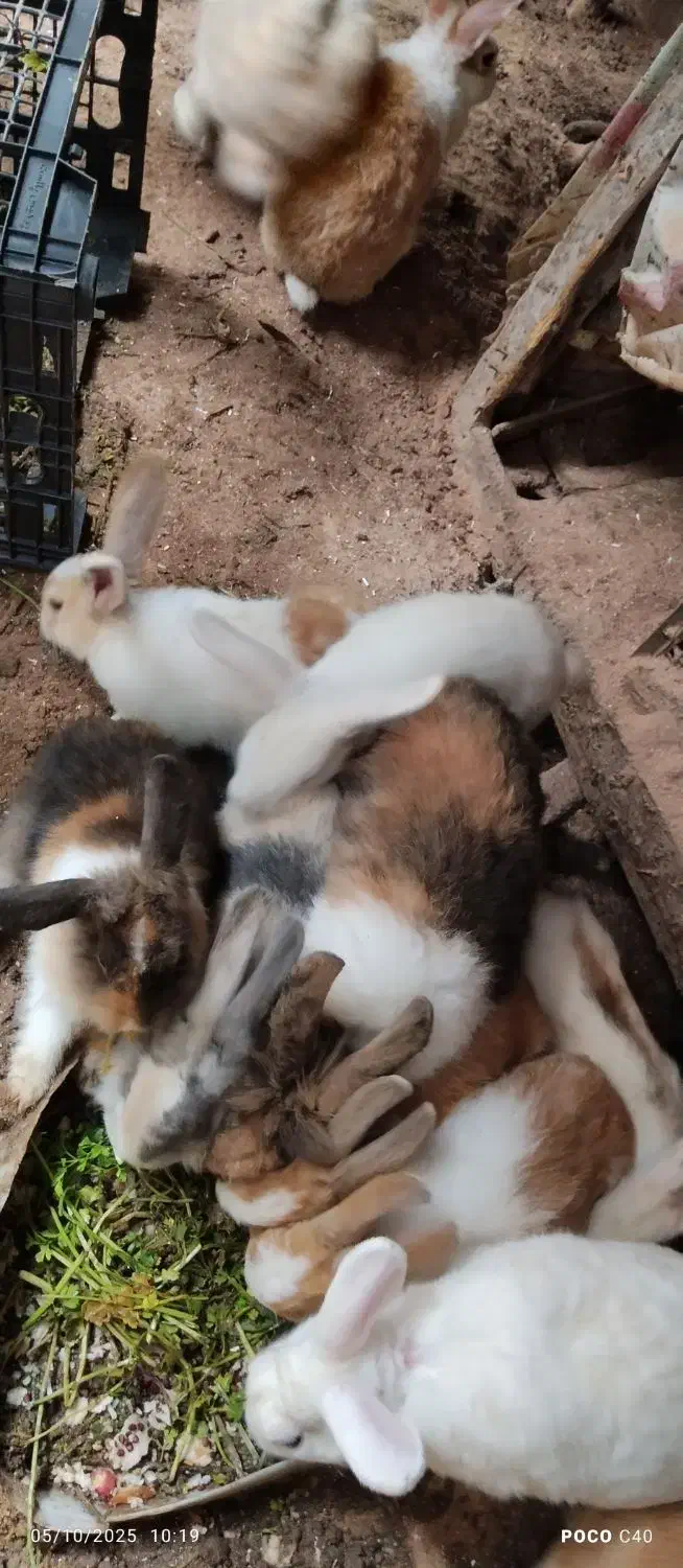 خرگوش زیباورنگارنگ|موش و خرگوش|بندر انزلی, پیل علی باغ|دیوار