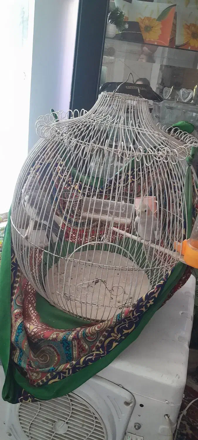 عروس هلندی|پرنده|طرقبه, |دیوار