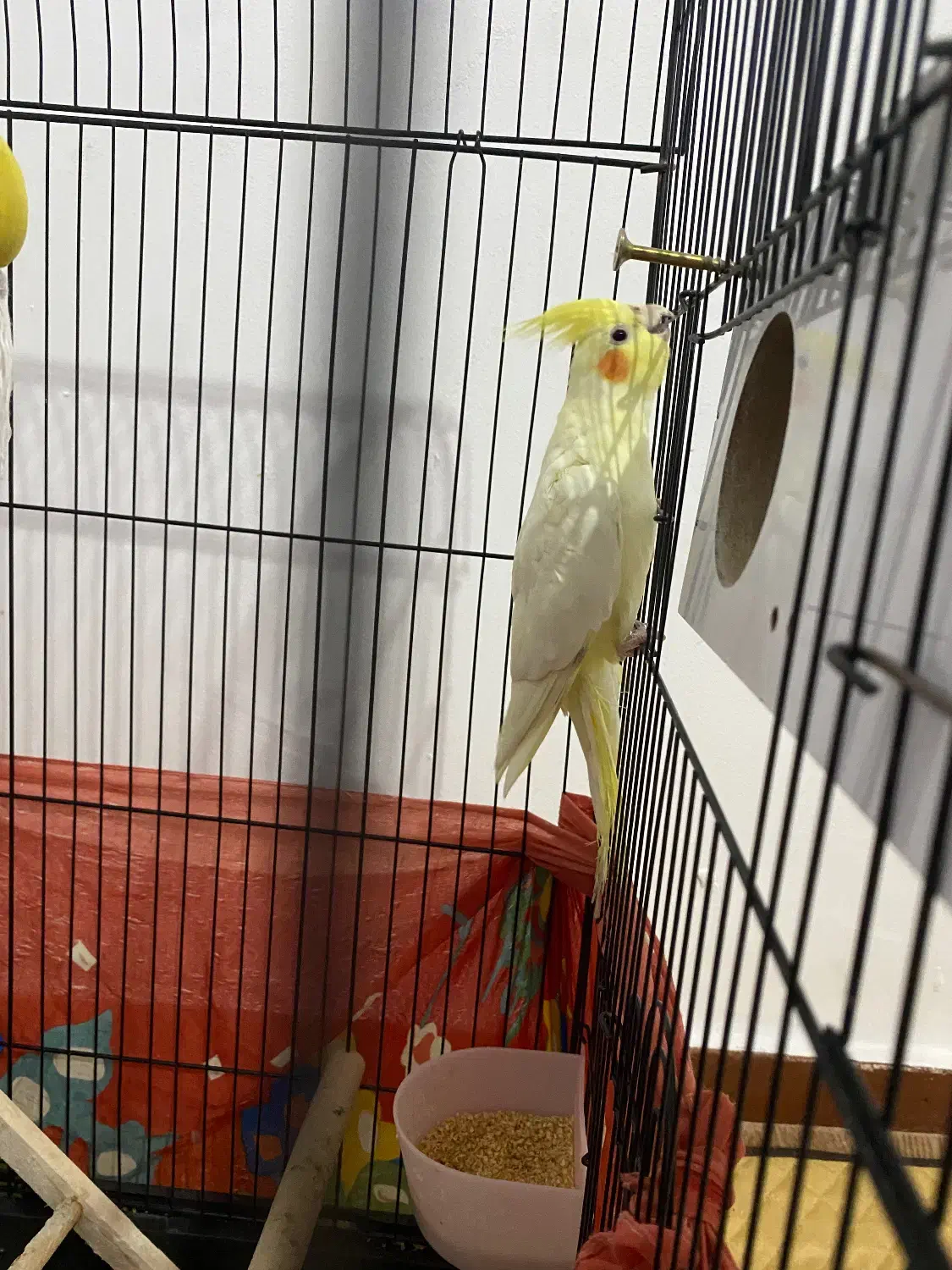 عروس هلندی نر|پرنده|وحیدیه, |دیوار