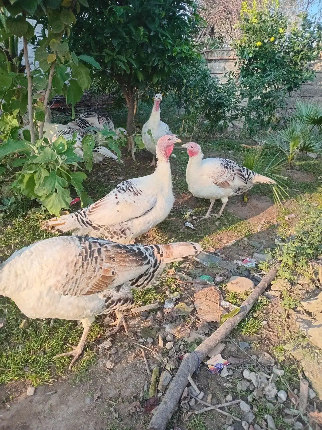 بوقلمون نر و ماده محلی|حیوانات مزرعه|کلاچای, |دیوار