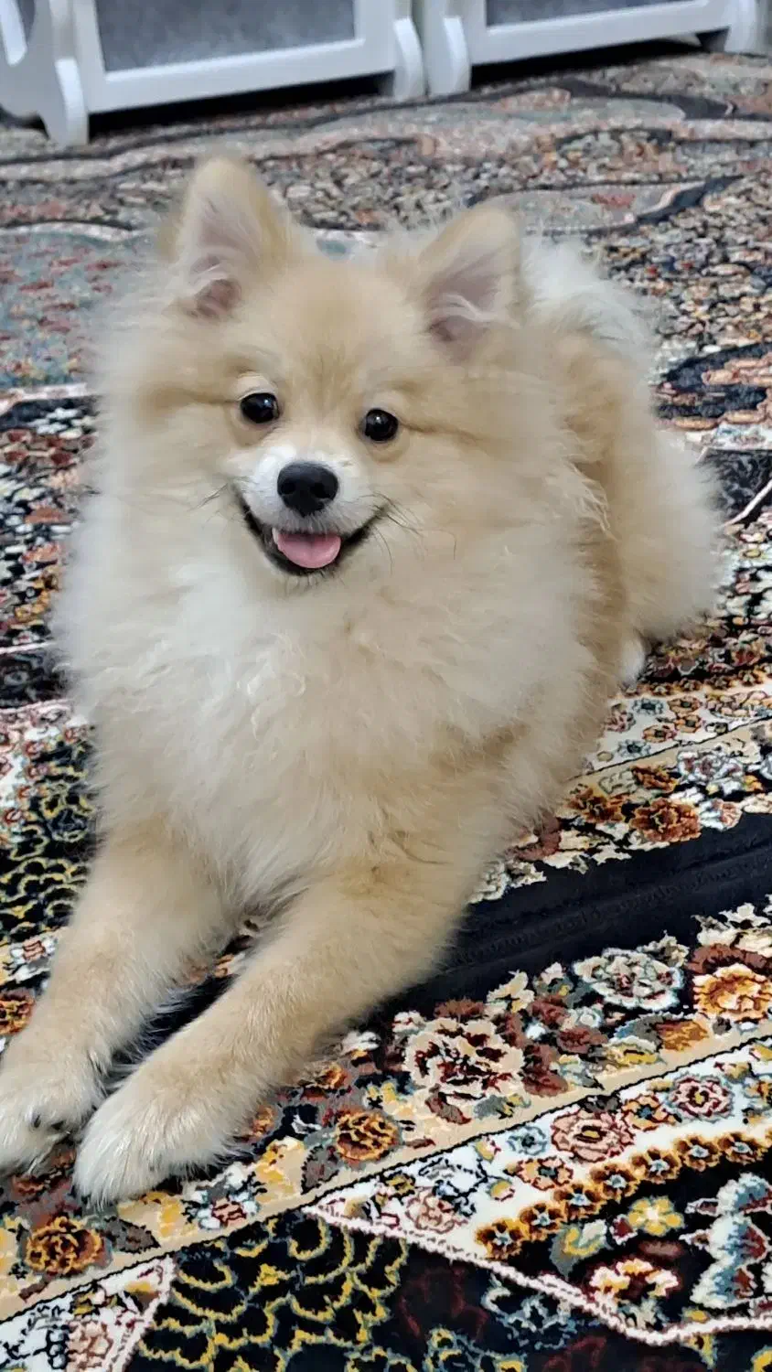 واگذاری پامر|سگ|رشت, رودباری|دیوار