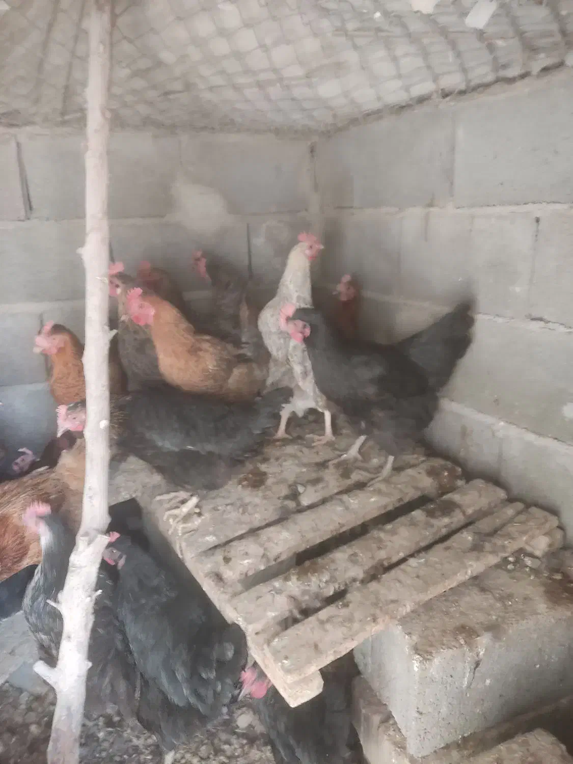 مرغ تخم گزار|حیوانات مزرعه|مبارکه, |دیوار