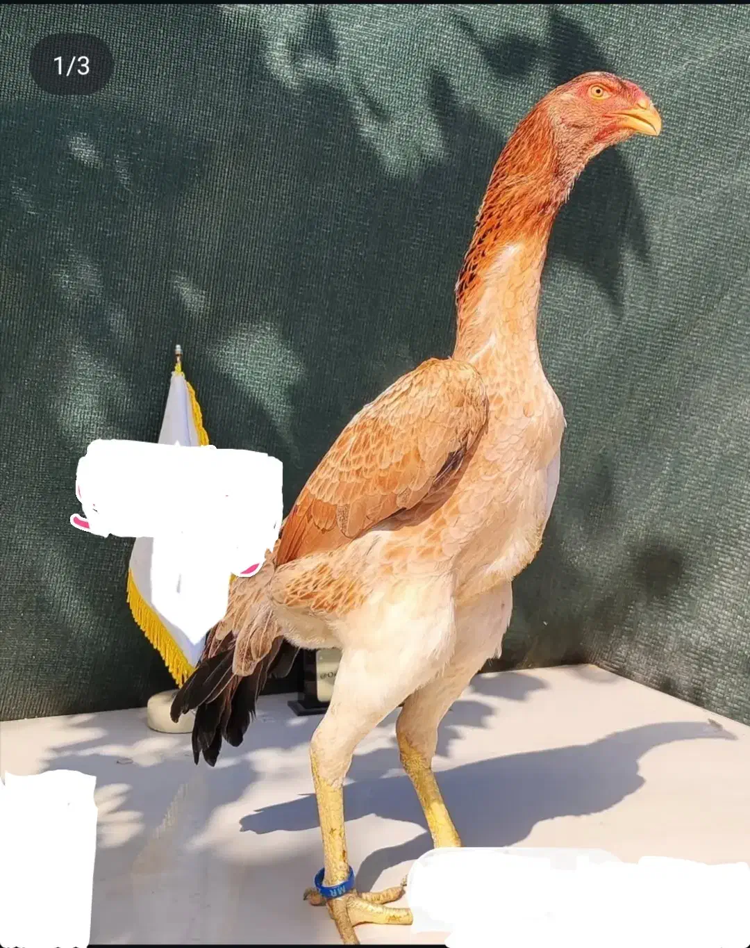 تخم نطفه دار لاری اوشامو وارداتی|حیوانات مزرعه|مشهد, شهید قربانی|دیوار