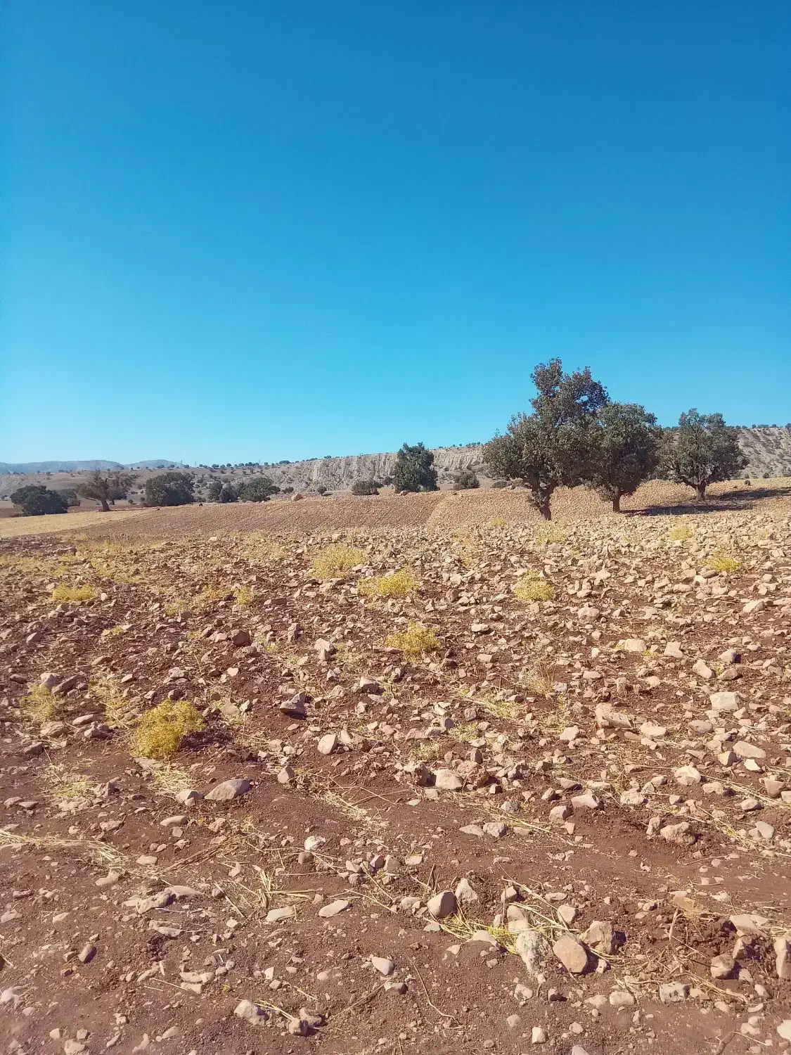 فروش زمین کشاورزی|فروش زمین و ملک کلنگی|سیوان, |دیوار