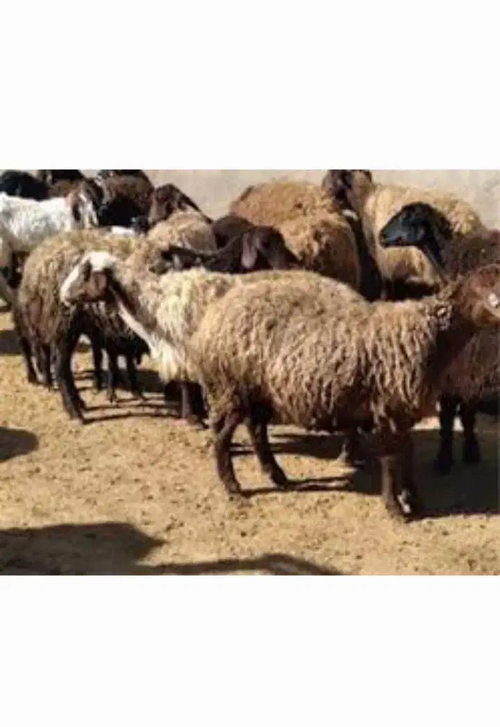 بره و گوسفند زنده با سلاخ درب منزل|حیوانات مزرعه|گرگان, |دیوار