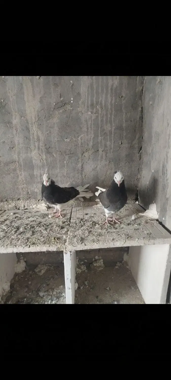 ابلاغ یا شازده|پرنده|میاندوآب, |دیوار