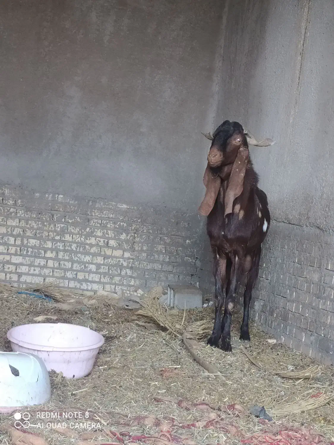 سلام سه نر|حیوانات مزرعه|خرمشهر, |دیوار