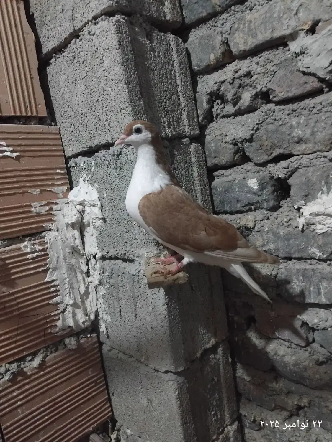 ساده زرد|پرنده|نگین شهر, |دیوار