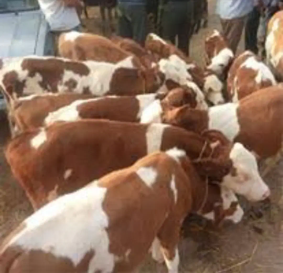 لاغر فروشی انواع گوساله|حیوانات مزرعه|پاکدشت, پاکدشت (مامازند)|دیوار