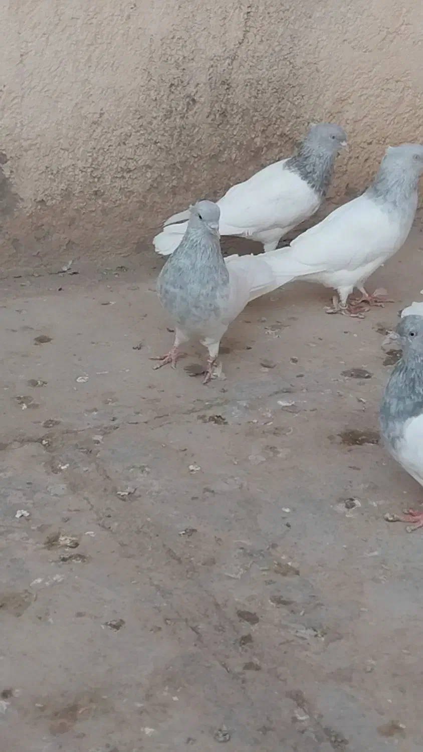 کبوتر کله الماسی وآبی|پرنده|قم, دورشهر|دیوار