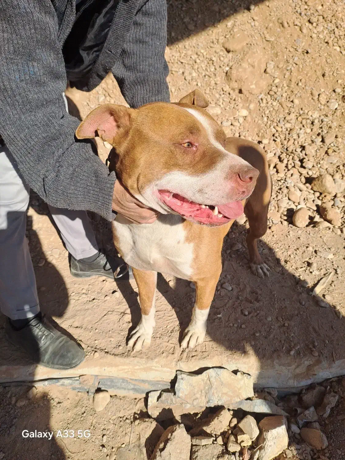 سگ بیت بول|سگ|مشهد, قائم|دیوار