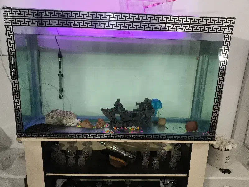 اکواریوم|ماهی|قزوین, |دیوار