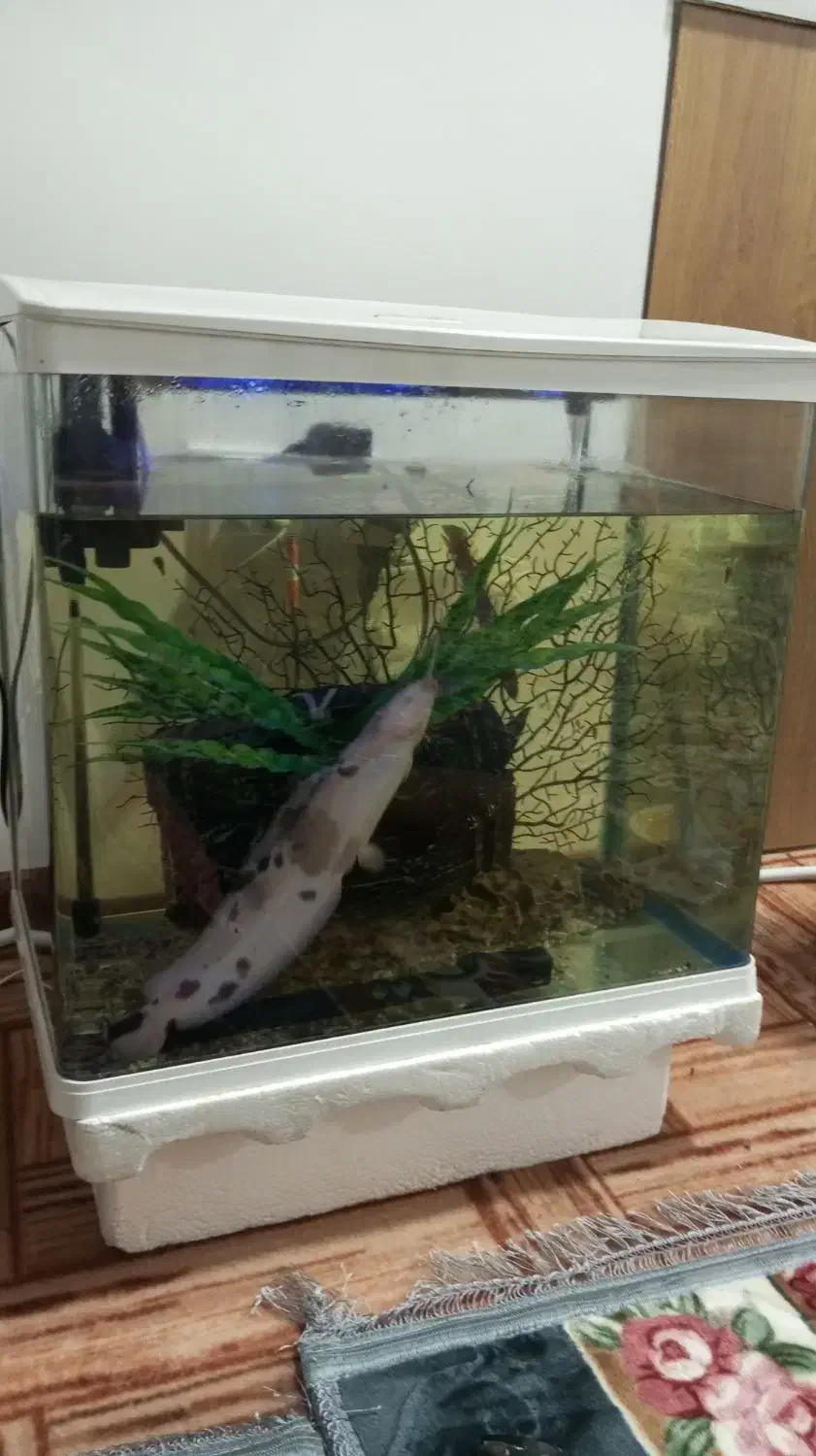 تزیینی|ماهی|دیلم, |دیوار