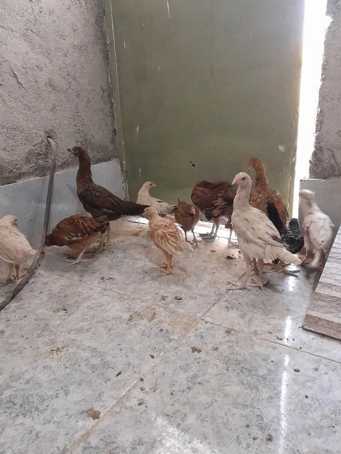 خروس و جوجه لاری و جوجه گلین|حیوانات مزرعه|بیرجند, |دیوار