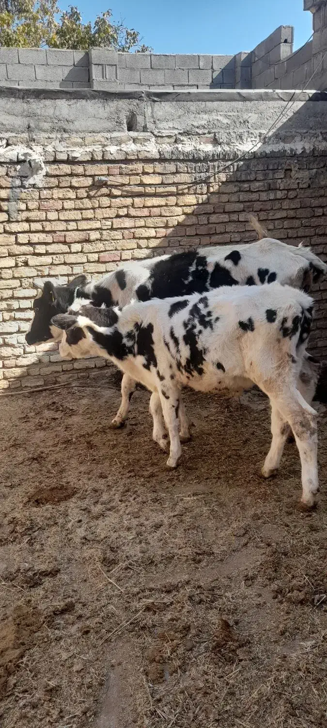 گوساله و گاو|حیوانات مزرعه|اصفهان, باغ نگاره|دیوار