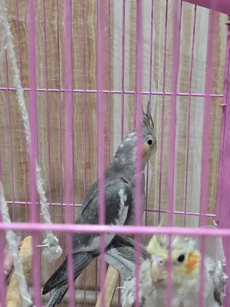 فروش ۲ عدد جوجه عروس هلندی|پرنده|اهواز, منازل سپاه|دیوار