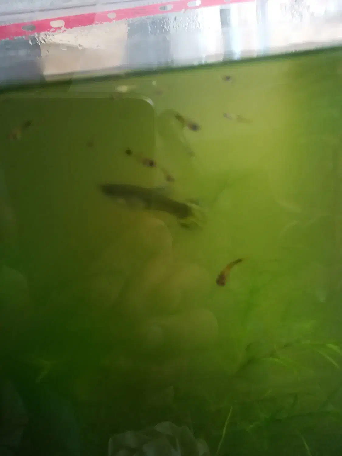 ماهی گوپی|ماهی|شیراز, منطقه هوایی شهید دوران|دیوار