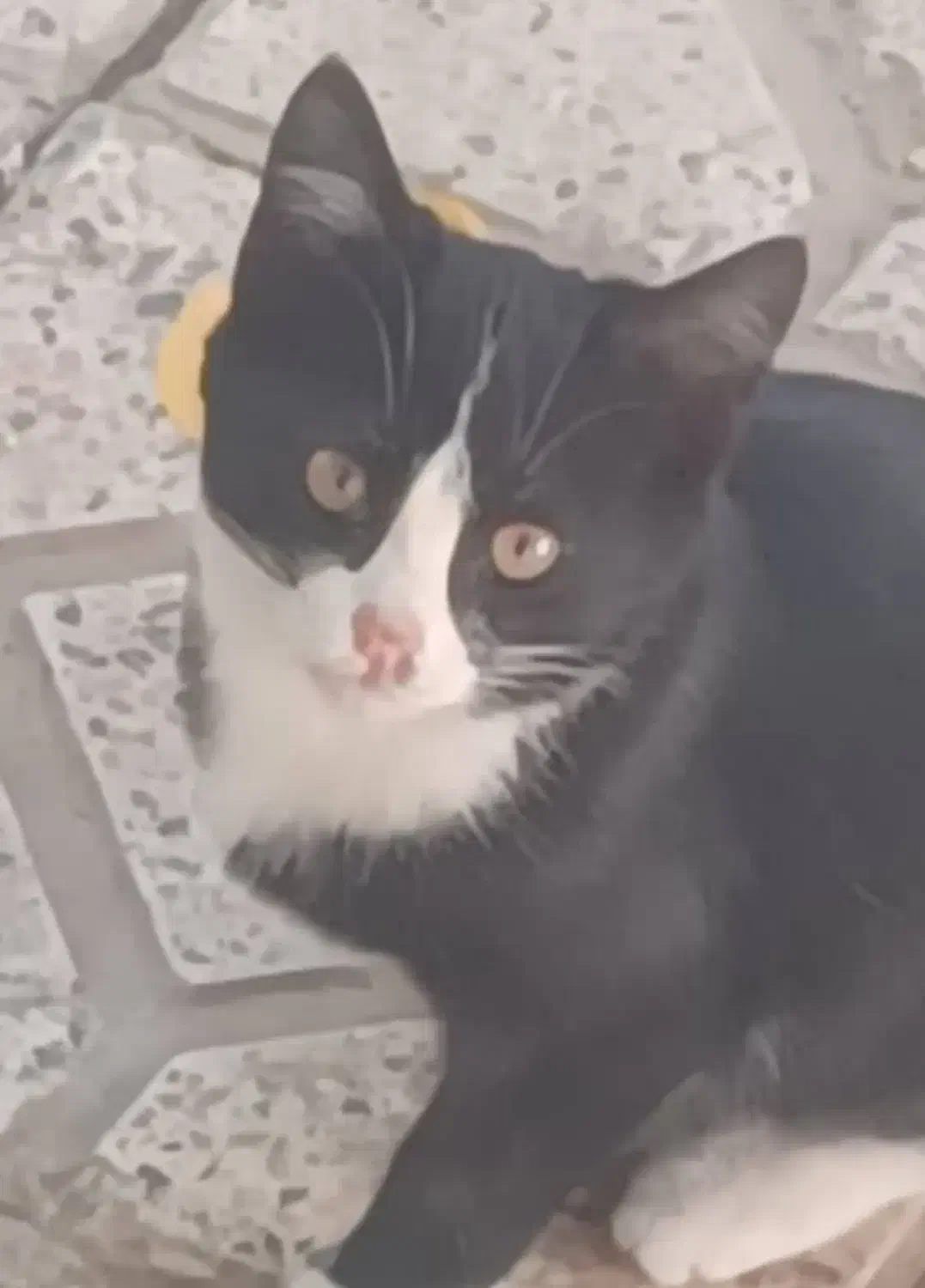 بدلیل مسافرت واگذار میشوند.|گربه|تبریز, |دیوار