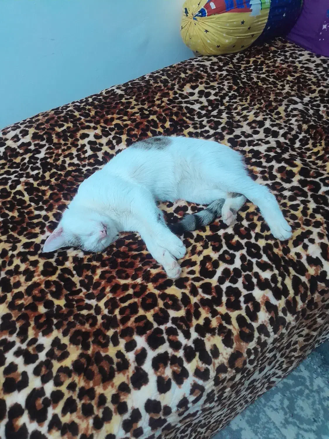 گربه|گربه|چهارباغ, |دیوار