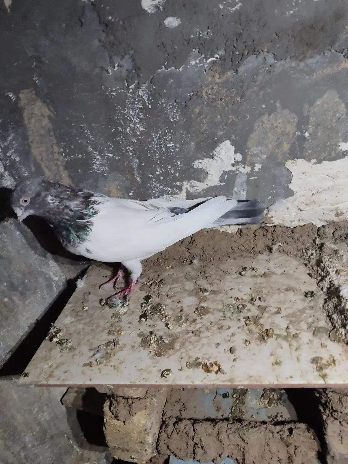 کفتر معاوضه با سگ|پرنده|نوبران, |دیوار