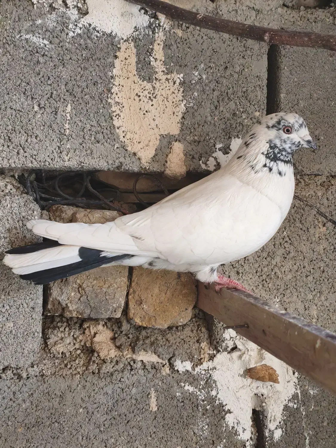 کفتر|پرنده|نورآباد, |دیوار