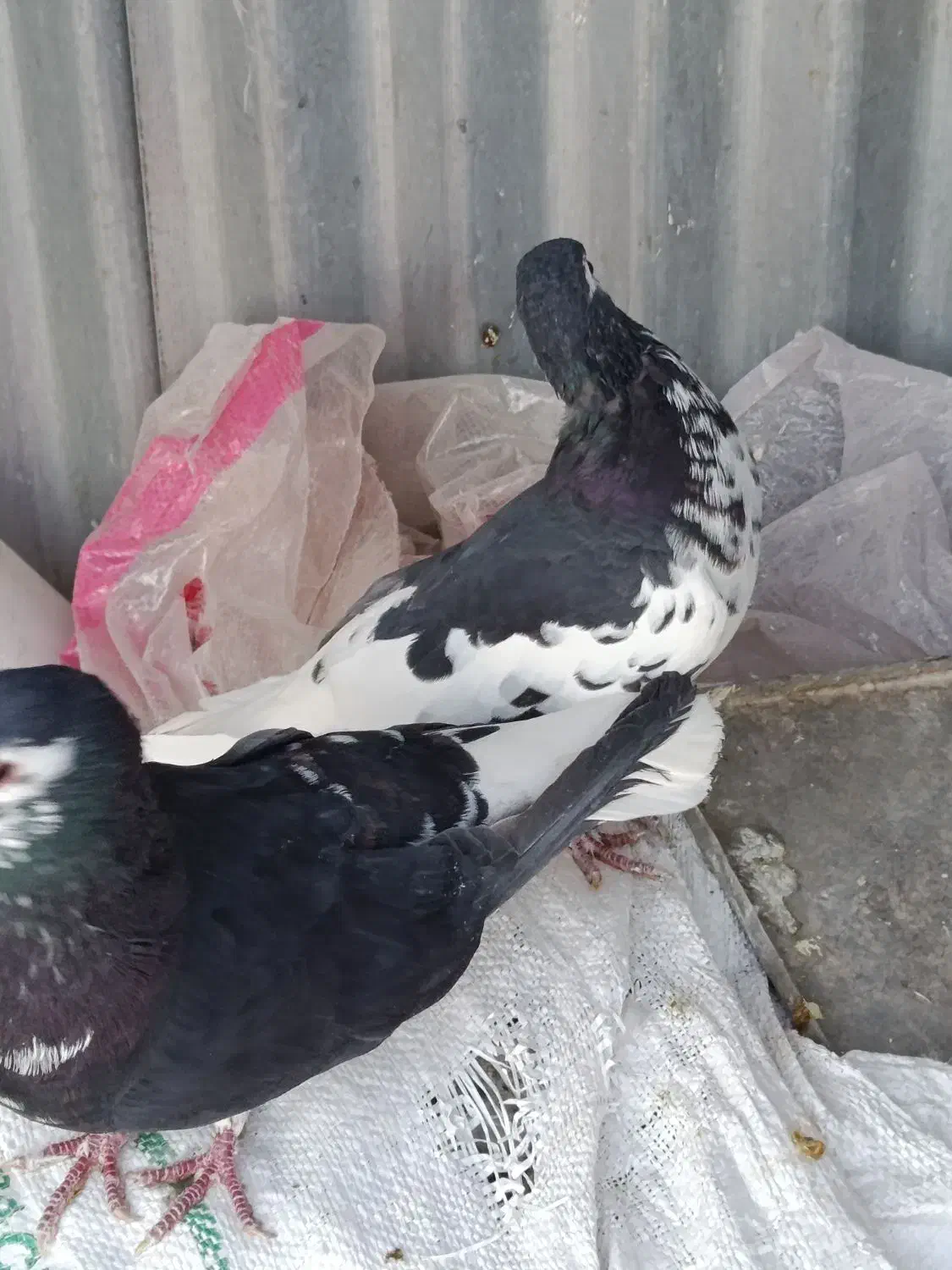 نرما ده شیرازی|پرنده|کرمان, |دیوار