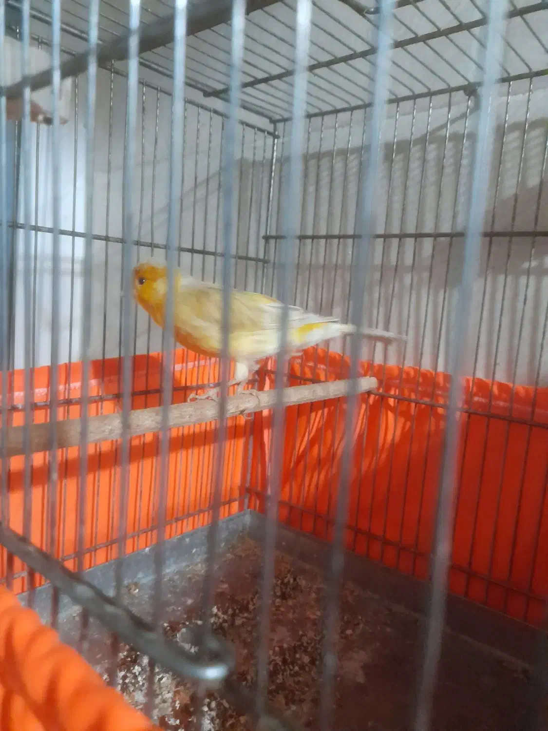 قناری نرقرص قرص|پرنده|پاکدشت, شهرک امام رضا|دیوار