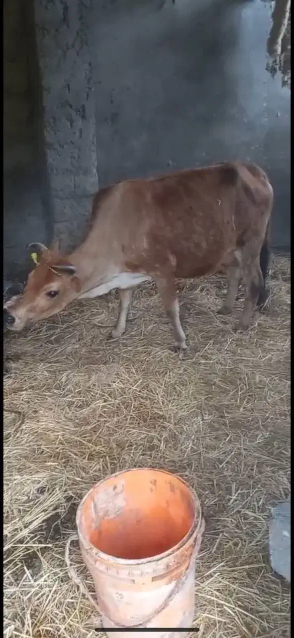 گمشده ۴ راس گاو|حیوانات|رشت, پسیخان|دیوار