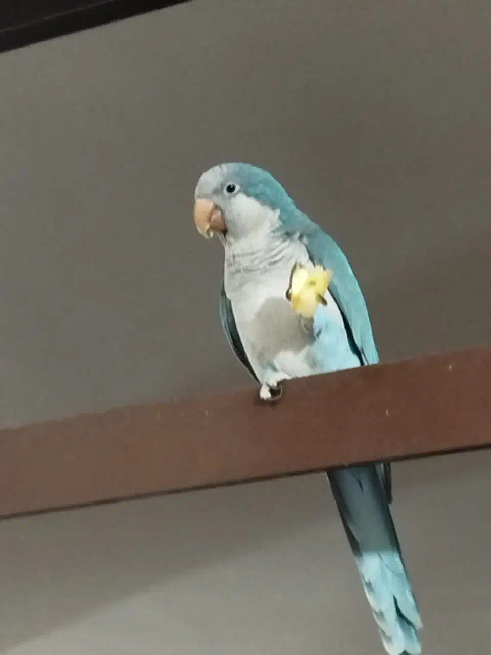 طوطی راعب (بم)|پرنده|بم, |دیوار