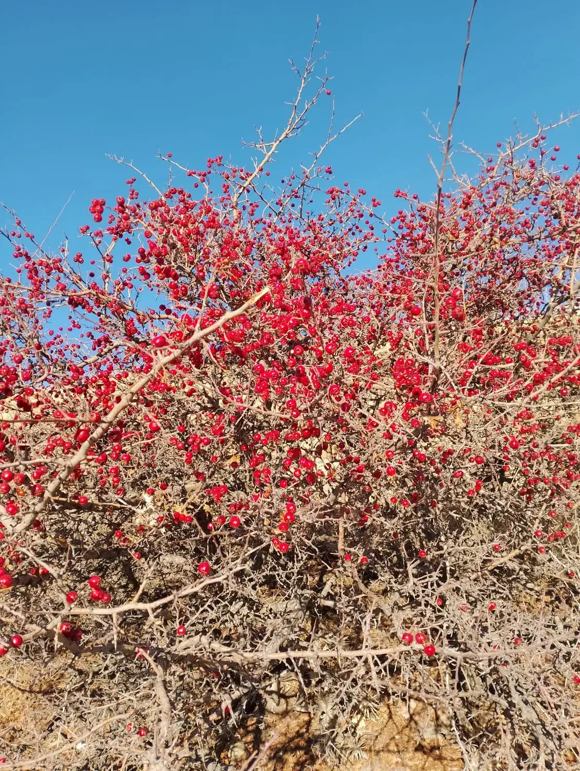 زالزالک تازه|خوردنی و آشامیدنی|قروه, |دیوار