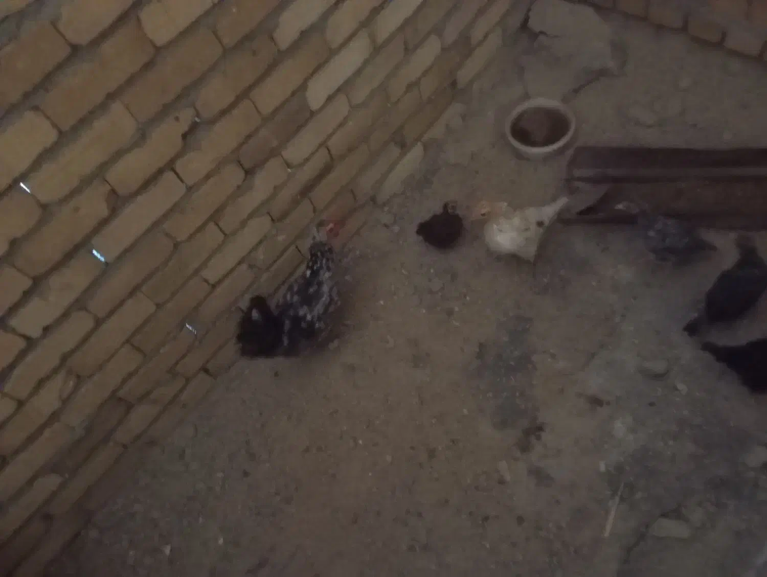 مرغ گلین|حیوانات مزرعه|شیروان (لرستان), |دیوار