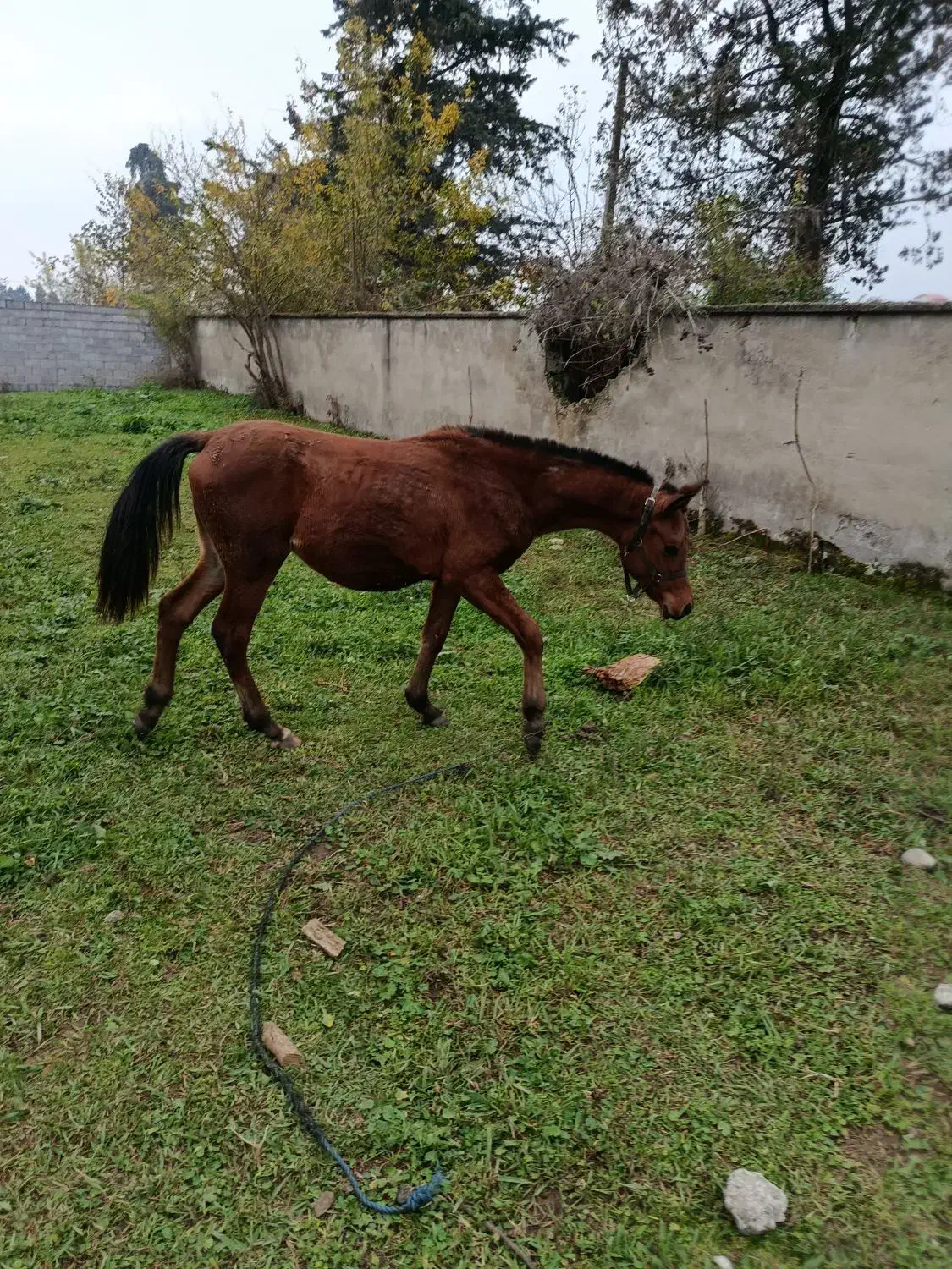 کره نریان ده ماهه عرب دوسر|اسب و تجهیزات اسبسواری|ماسال, |دیوار