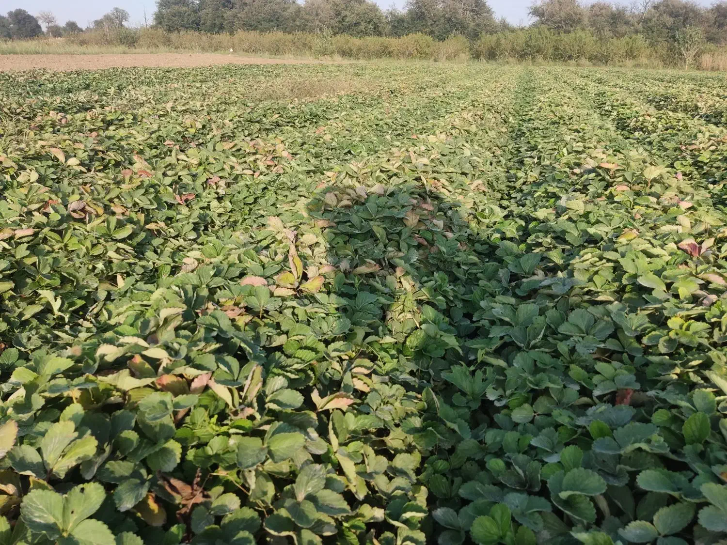 نهال توتفرنگی سابرینا|گل و گیاه طبیعی|دلند, |دیوار