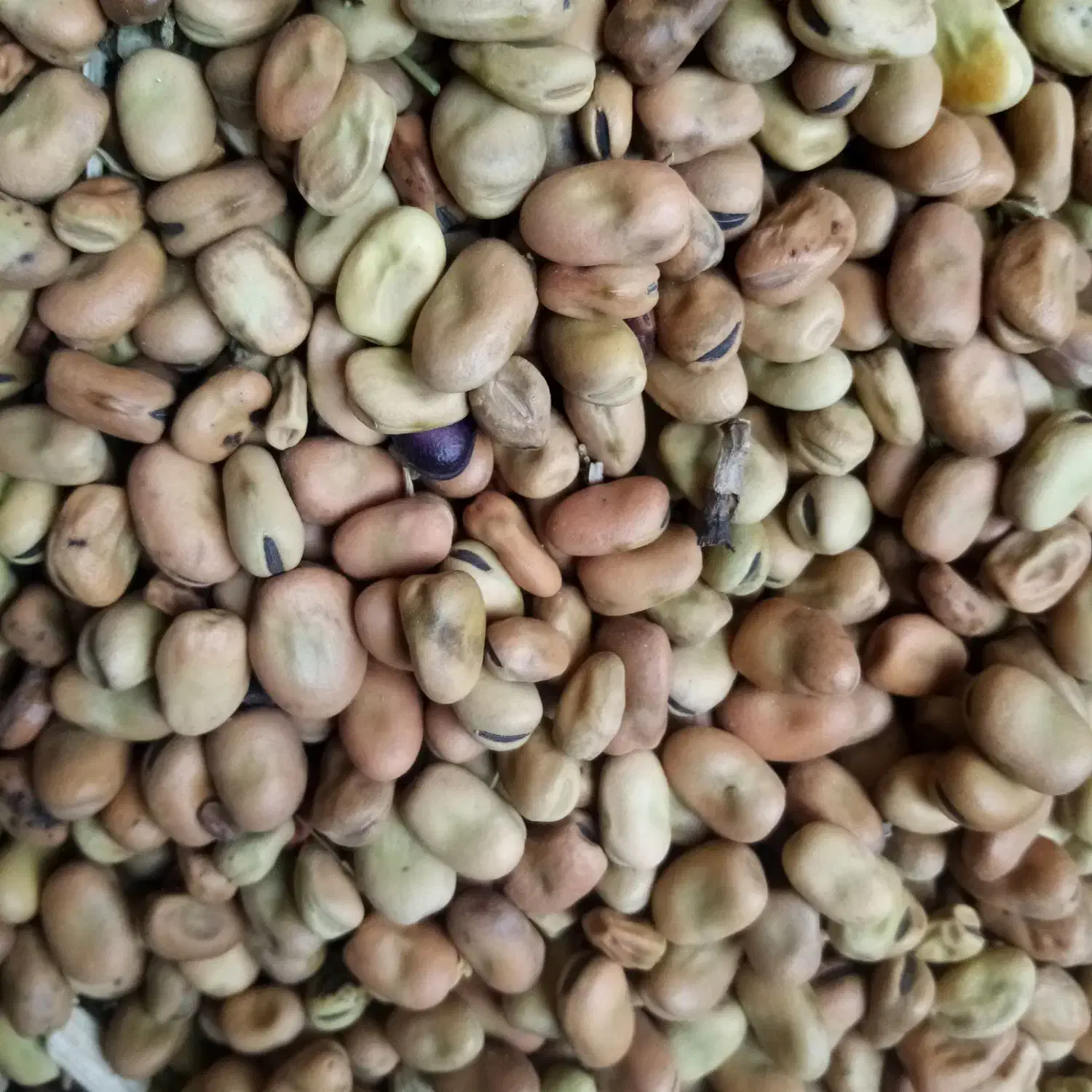 باقالی|خوردنی و آشامیدنی|نیشابور, تیپ زرهی ۲۱  امام رضا (ع)|دیوار