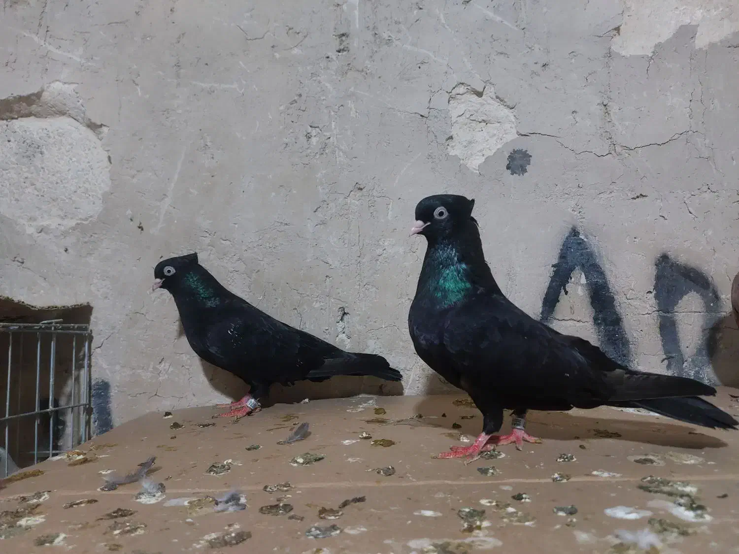 چشنوک|پرنده|مسجد سلیمان, |دیوار