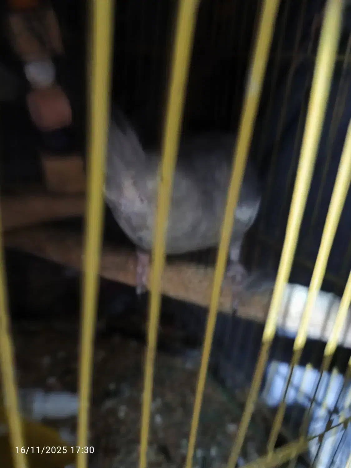 عروس هلندی|پرنده|بندرعباس, |دیوار