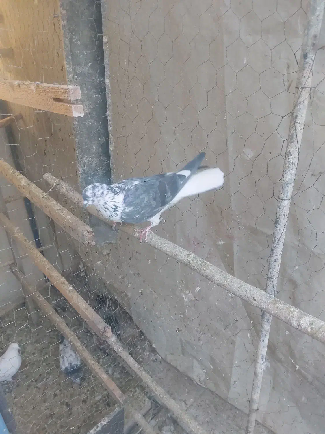 کفتر کبوتر گرفتنی|پرنده|ری, فیروزآبادی|دیوار