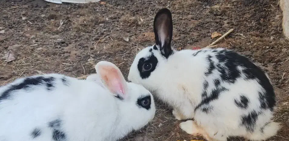 فروش ۴عددخرگوش لپ ومیکس|موش و خرگوش|کوچصفهان, |دیوار