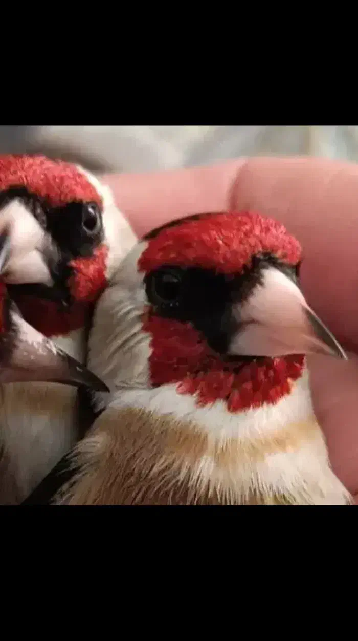 سهره|پرنده|امیدیه, |دیوار