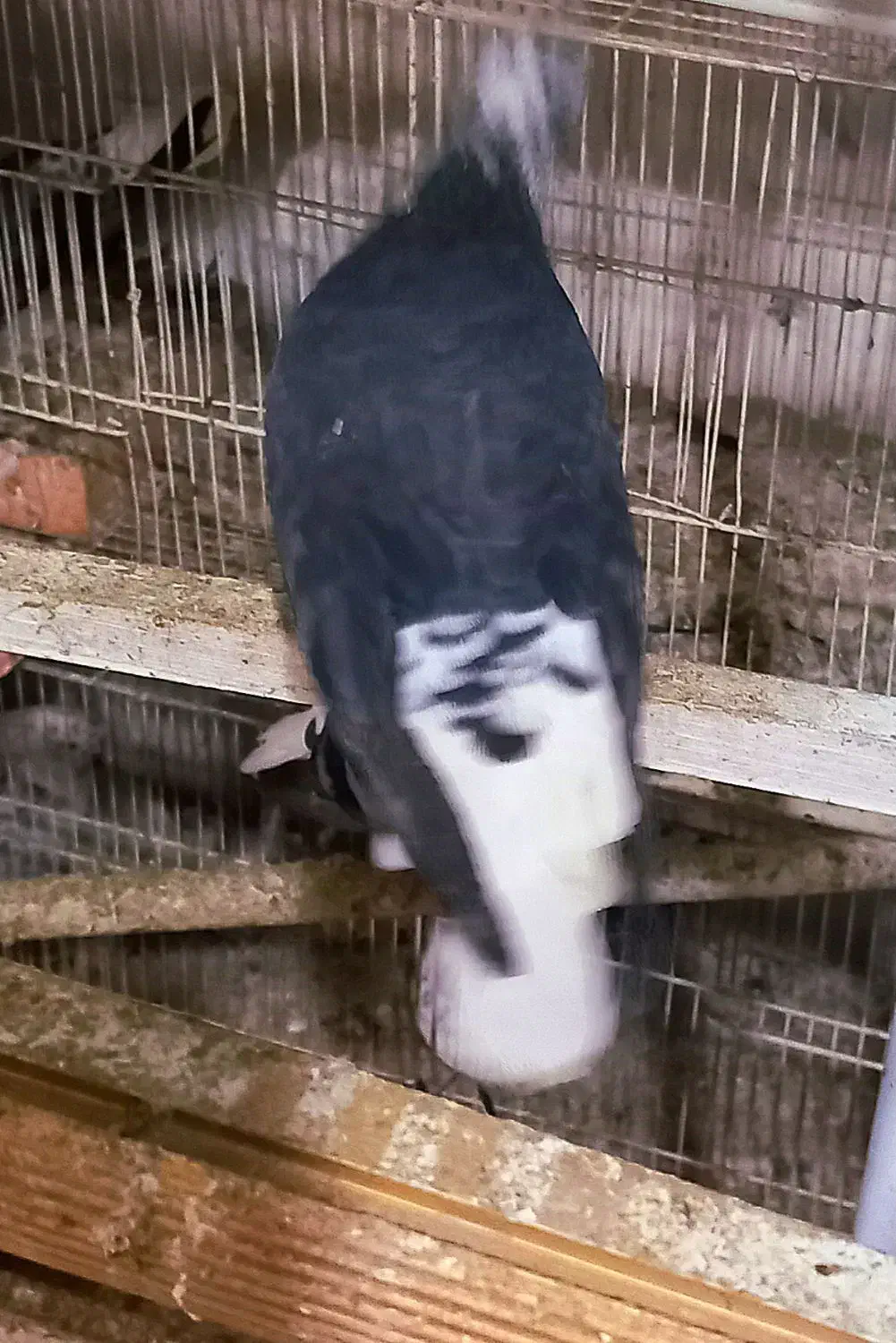 دم سفید مهر.کفترپرشی قاره دم سفی سبزدم سفید|پرنده|تهران, بیسیم|دیوار